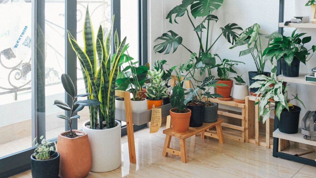 9 Items that Add Luxury to Your Home 5 plants 1 9 Items that Add Luxury to Your Home