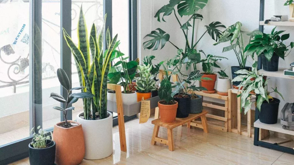 9 Items that Add Luxury to Your Home 5 plants 1 9 Items that Add Luxury to Your Home